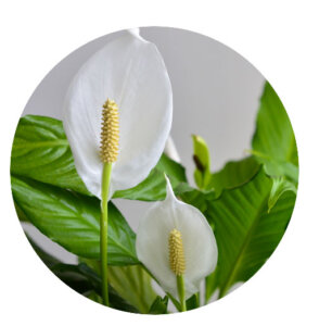Plant Perfect-Bismarck-Houseplants For Your Zodiac Sign in 2023-peace lily