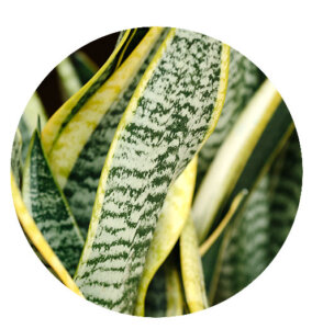 Plant Perfect-Bismarck-Houseplants For Your Zodiac Sign in 2023-snake plant