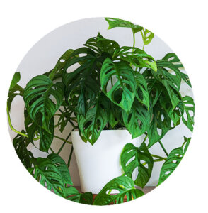 Plant Perfect-Bismarck-Houseplants For Your Zodiac Sign in 2023-swiss cheese plant