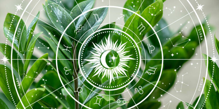 Plant Perfect-Bismarck-Houseplants For Your Zodiac Sign in 2023-zodiac signs