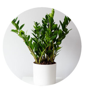 Plant Perfect-Bismarck-Houseplants For Your Zodiac Sign in 2023-zz plant