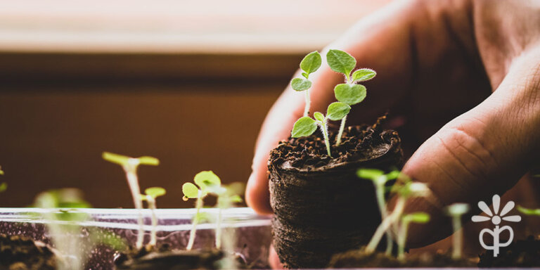 Plant Perfect-Bismarck-How to Start Seeding Your Early Vegetables -vegetable seedlings
