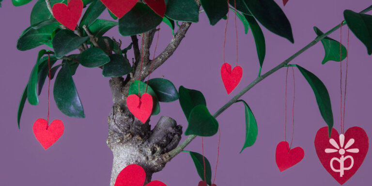 Plant Perfect-Bismarck-Romantic Date Ideas For Plant Lovers-bonsai tree with hearts