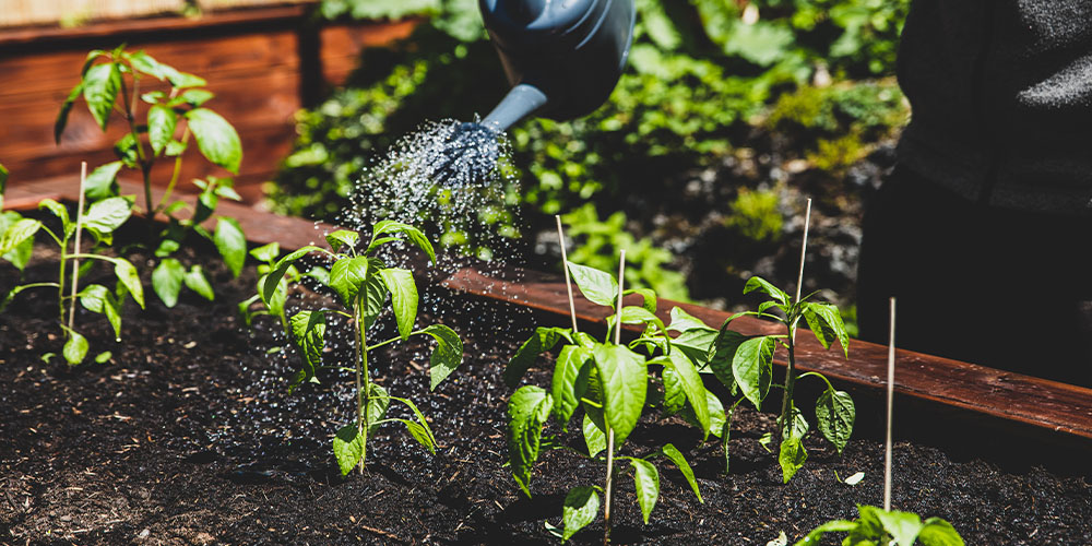 Plant Perfect-Bismarck-How to Transition Seedlings Outdoors-watering pepper plant