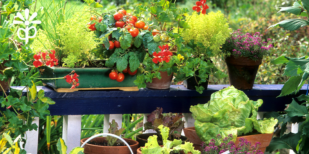 Plant Perfect-Bismarck-North Dakota-Herb and Flower Container Combinations -tomatoes and flowers