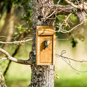 Plant Perfect-Bismarck-North Dakota-How to Plant Bird Habitat-bird house