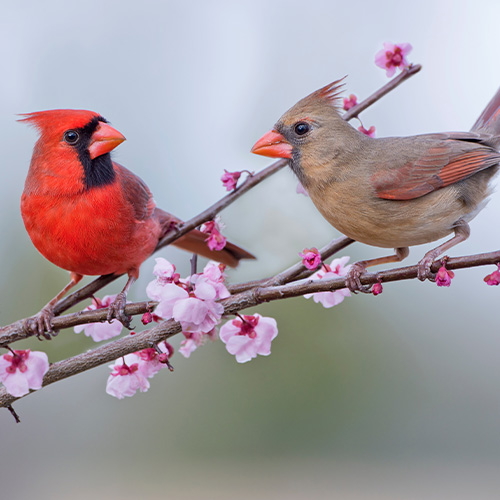 Plant Perfect-Bismarck-North Dakota-How to Plant Bird Habitat-cardinal birds