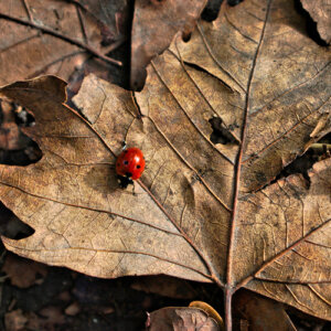 Plant Perfect-Bismarck-North Dakota-How to Plant Bird Habitat-ladybug on leaves
