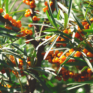 Plant Perfect-Bismarck-North Dakota-How to Plant Bird Habitat- sea buckthorn