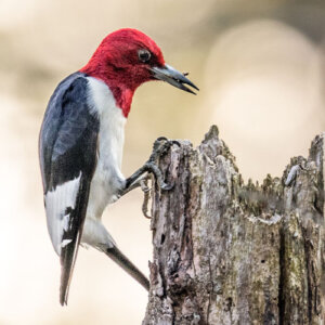 Plant Perfect-Bismarck-North Dakota-How to Plant Bird Habitat-woodpecker bird