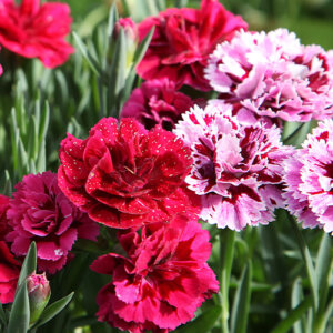 Plant Perfect-Bismarck-North Dakota-Our Favorite Annuals for 2023-dianthus