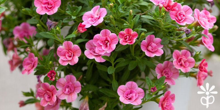 Plant Perfect-Bismarck-North Dakota-Our Favorite Annuals for 2023-double calibrachoa