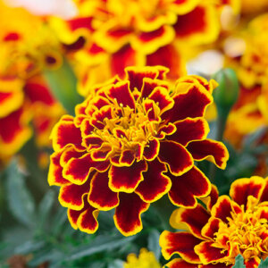 Plant Perfect-Bismarck-North Dakota-Our Favorite Annuals for 2023-marigold