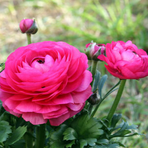 Plant Perfect-Bismarck-North Dakota-Our Favorite Annuals for 2023-ranunculus