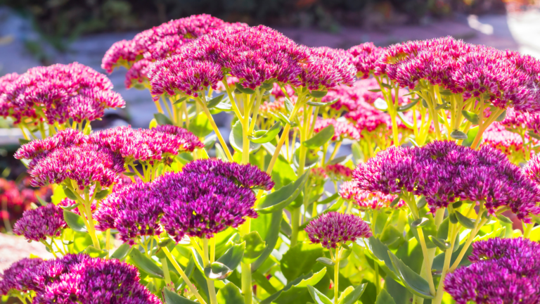 Plant Perfect Garden Center-Bismarck-North Dakota-sedum autumn joy flowers