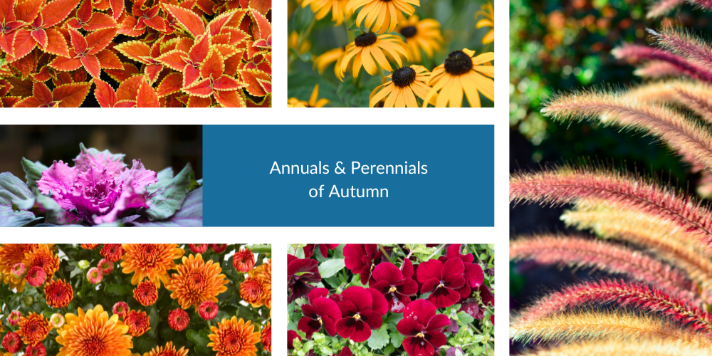 Plant Perfect-Bismarck-North Dakota-Transitioning Your Garden Into Autumn Mode-autumn plants