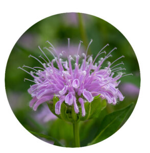 Plant Perfect-Bismarck-North-Dakota-Perennial Guide for Fall-bee balm flower