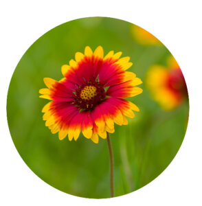 Plant Perfect-Bismarck-North-Dakota-Perennial Guide for Fall--blanket flower