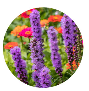 Plant Perfect-Bismarck-North-Dakota-Perennial Guide for Fall-liatris