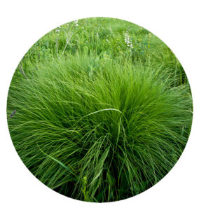 Plant Perfect-Bismarck-North-Dakota-Perennial Guide for Fall--prairie dropseed