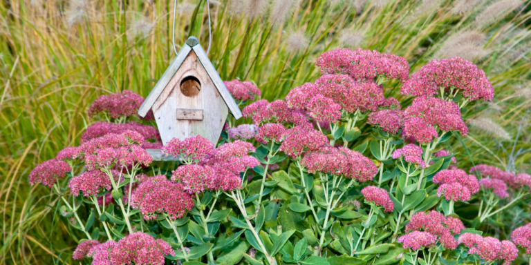 Plant Perfect-Bismarck-North-Dakota-Perennial Guide for Fall--sedum autumn joy