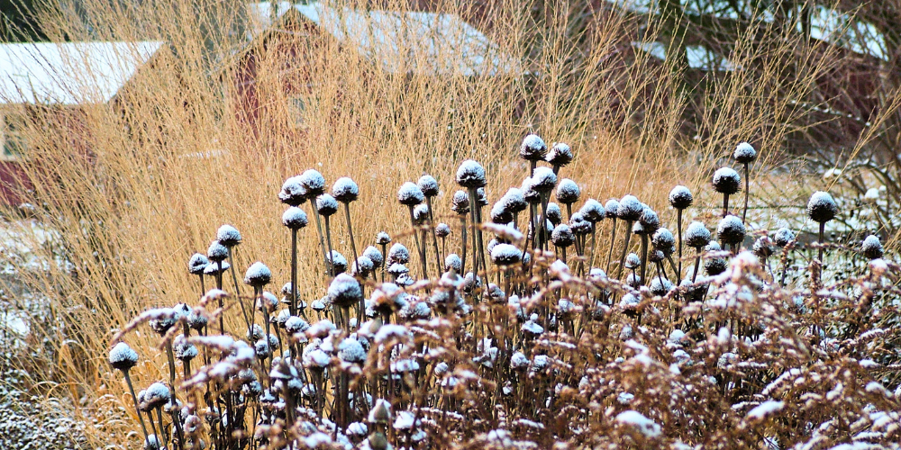 Plant Perfect-Bismarck-North-Dakota-Perennial Guide for Fall-winter perennial seed heads