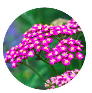 Plant Perfect-Bismarck-North-Dakota-Perennial Guide for Fall-yarrow