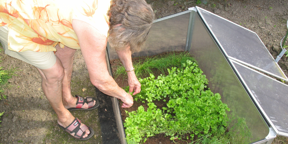 Plant Perfect-Bismarck-North Dakota-Preparing Garden for Frost-cold frame gardening