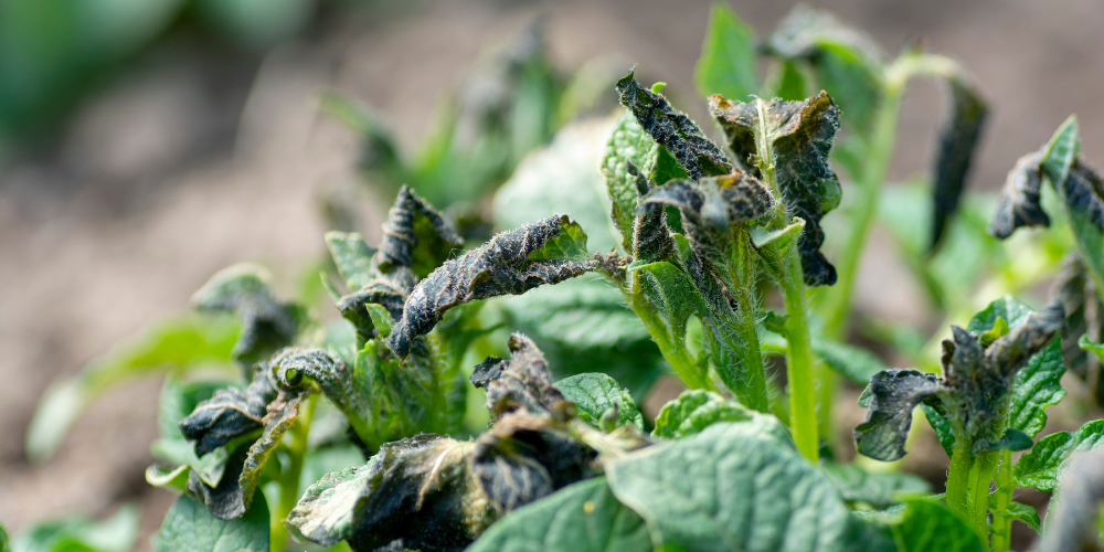 Plant Perfect-Bismarck-North Dakota-Preparing Garden for Frost-frost damaged plant