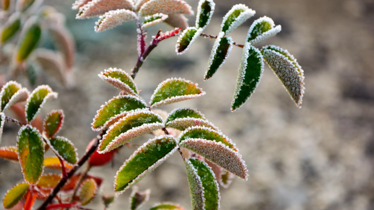Plant Perfect-Bismarck-North Dakota-Preparing Garden for Frost-frosted leaves on branch
