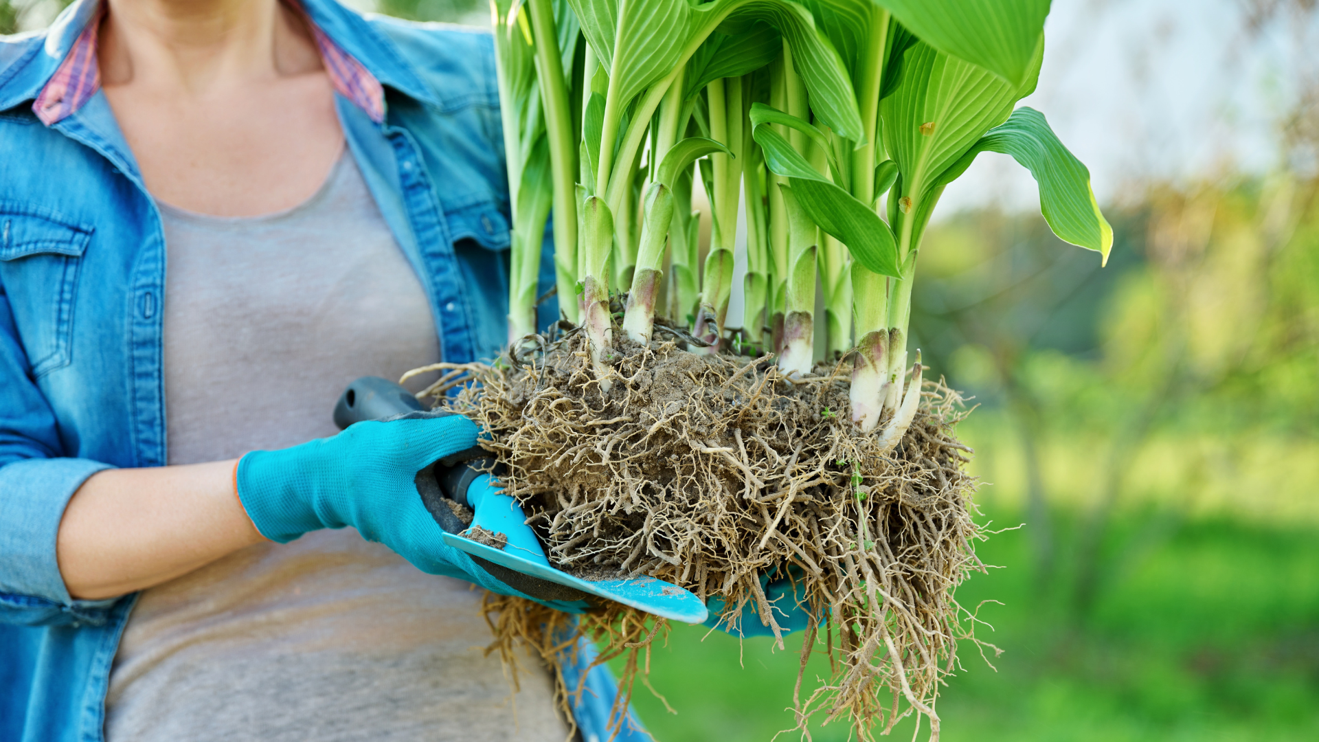 Plant Perfect-Bismarck-North Dakota-Transitioning Your Garden Into Autumn Mode-dividing perennials