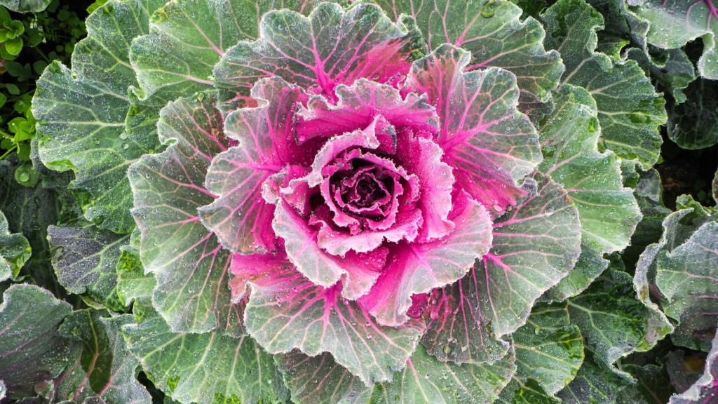 Plant Perfect-Bismarck-North Dakota-Transitioning Your Garden Into Autumn Mode-ornamental kale