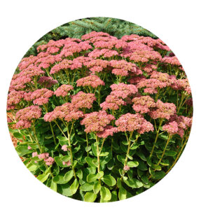 Plant Perfect-Bismarck-Perennial Guide for Fall-autumn joy sedum