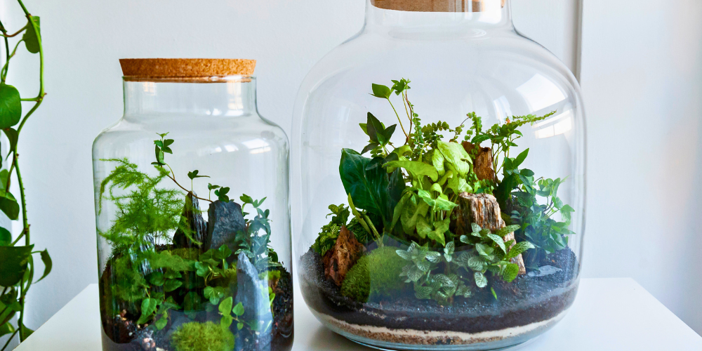 Plant Perfect-Bismarck-North Dakota-How to Make the Perfect Plant Presents-terrariums