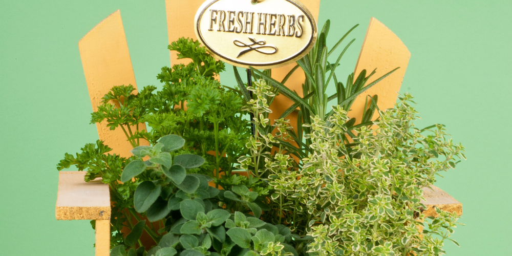 Plant Perfect-Bismarck-North Dakota-How to Make the Perfect Plant Presents-herb planters