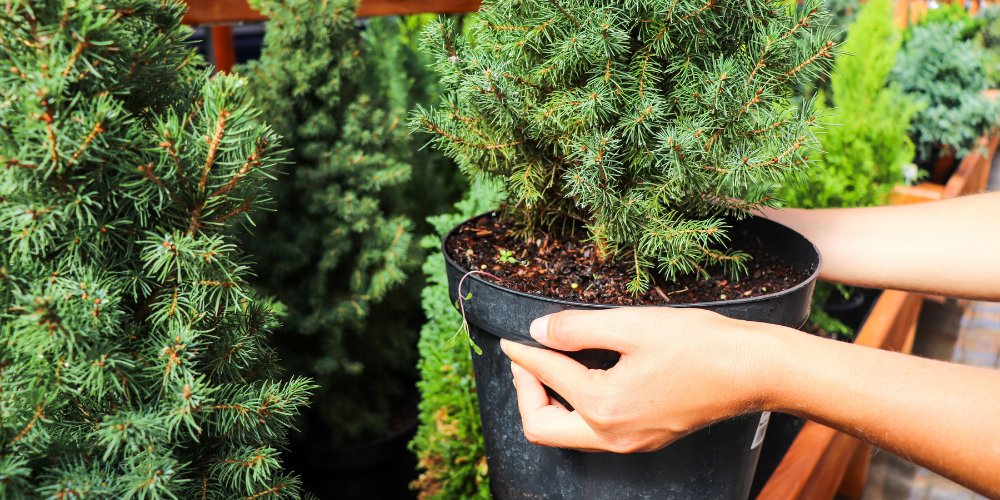 Plant Perfect-Bismarck-North Dakota-How to Make the Perfect Plant Presents-tree planters