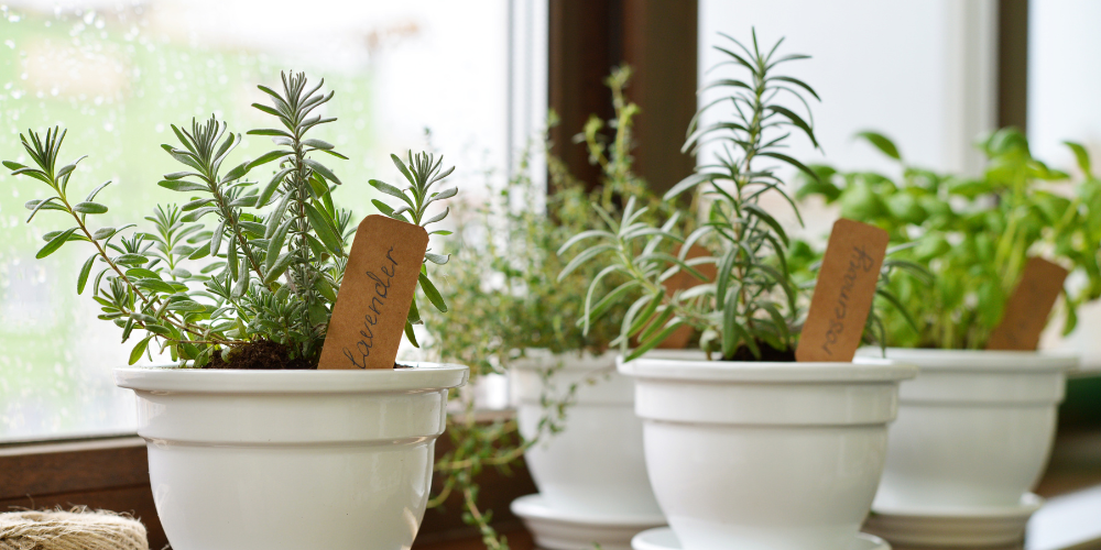 Plant Perfect-Bismarck-North Dakota-How to Make the Perfect Plant Presents-diy plant labels