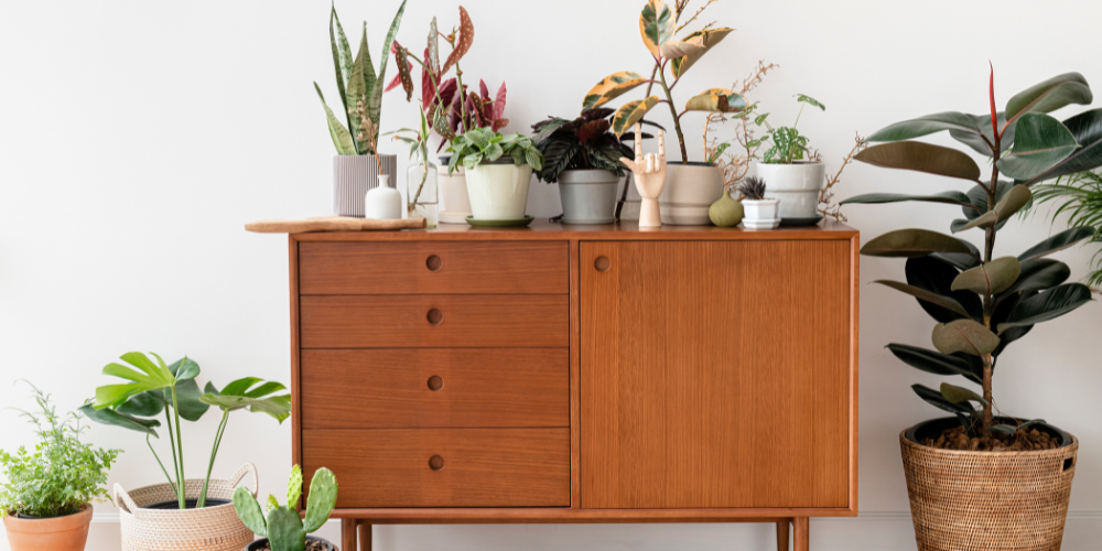 Plant Perfect-Bismarck-North Dakota-New Plant Trends-Scandinavian style