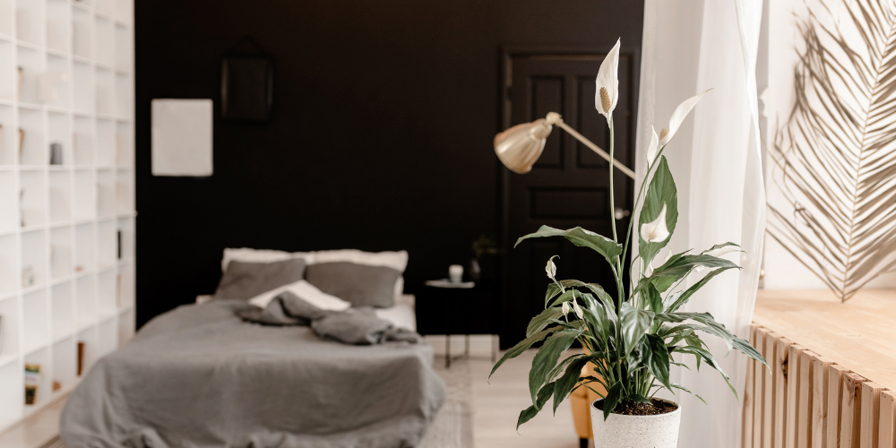 Plant Perfect-Bismarck-North Dakota-New Plant Trends-minimalist style