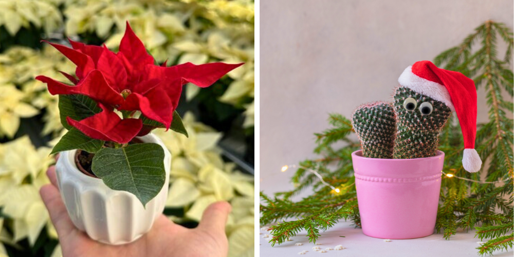 Plant Perfect-Bismarck-North Dakota-Style the Perfect Holiday Tabletop-miniature plants